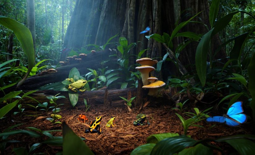 A Amazônia é Pai D'égua: O Coração Verde que Pulsa no Nosso Quintal