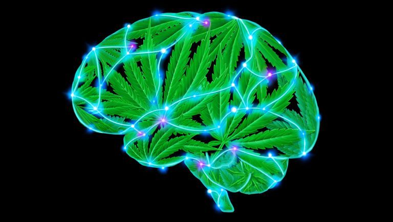 🌿 Égua da Esperança! A Cannabis Ajudando a Acalmar a Cabeça dos Nossos Velhinhos