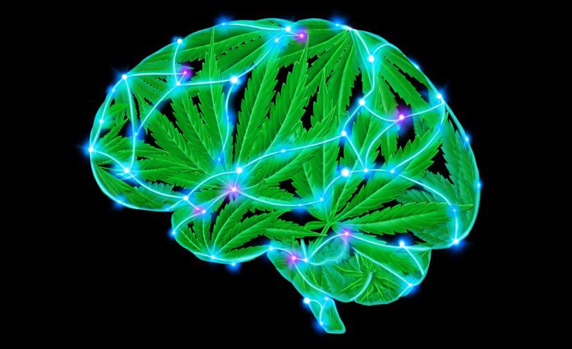 🌿 Égua da Esperança! A Cannabis Ajudando a Acalmar a Cabeça dos Nossos Velhinhos