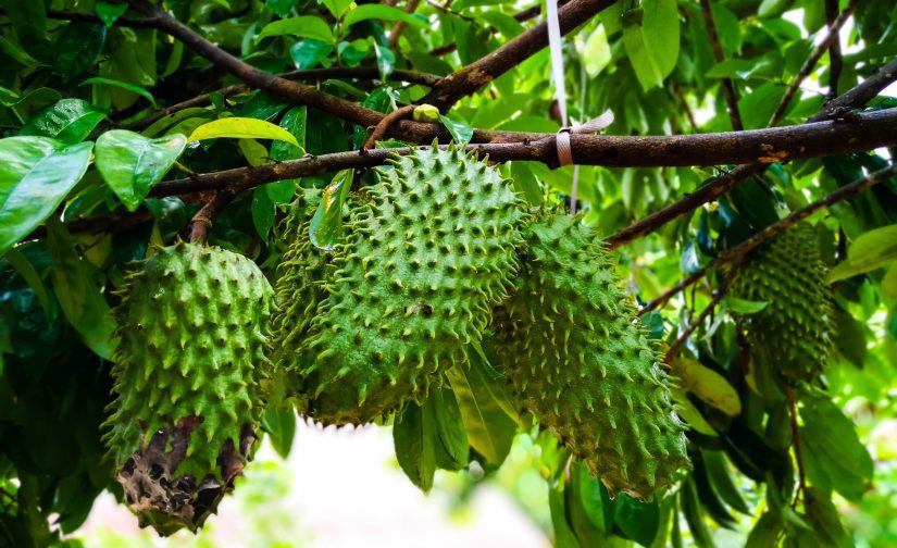 A Graviola Pai d'Égua: Ciência, Nutrição e os Saberes do Caboco da Amazônia