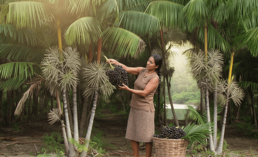 Açaí, o Ouro Negro da Amazônia: Dinheiro Pai d'Égua pra Caboco Ribeirinho!